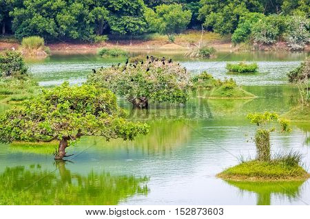 Green water lake with wonderful tree's reflection