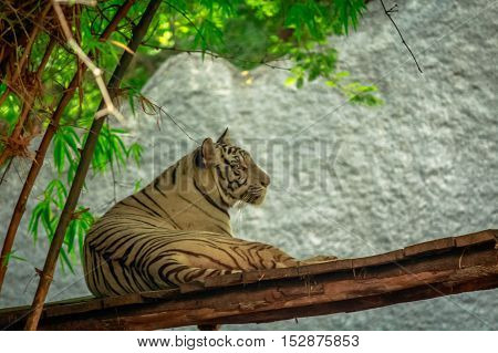 wonderful white tiger in Indian zoo  sitting with pride