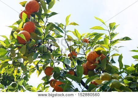 Ripe mandarin on the branches of a tree