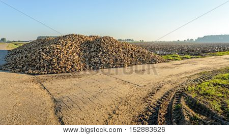 Large pile of muddy sugar beets at the edge of the field and next to a country road waiting for transport to the sugar factory in the Netherlands on a sunny day in the fall season.