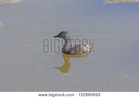Least Grebe in a Wetland Pond in Laguna Atascosa Wildlife Refuge in Texas