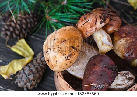 Edible mushrooms collected in the forest. Porcini mushrooms and boletus.