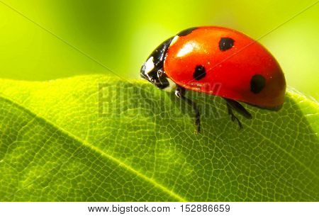 the small red ladybug in green leaf