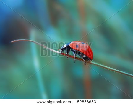 small cute ladybird on the grass in field