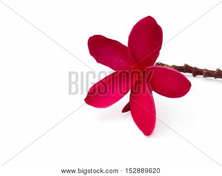 Red frangipani (plumeria) flowers on white background