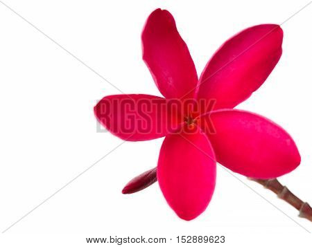Red frangipani (plumeria) flowers on white background