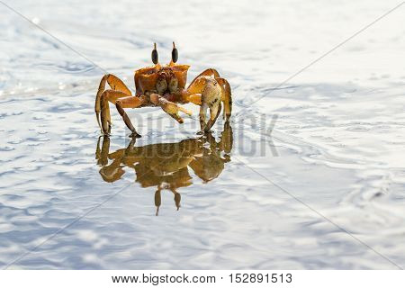 Horned Ghost Crab