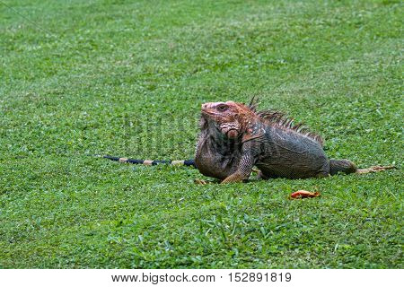 Spiny Tail Iguana - Ctenosaur
