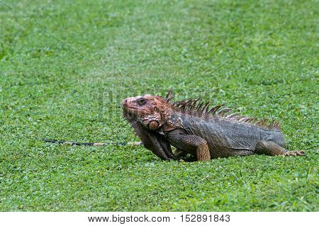 Spiny Tail Iguana - Ctenosaur