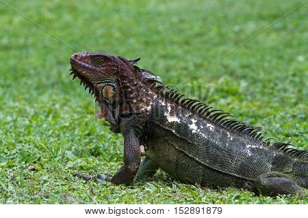 Spiny Tail Iguana - Ctenosaur