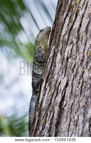 Spiny Tail Iguana - Ctenosaur