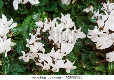 White Flowers Of Cyclamen