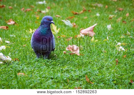 Single beautiful pigeon bird standing on green grass