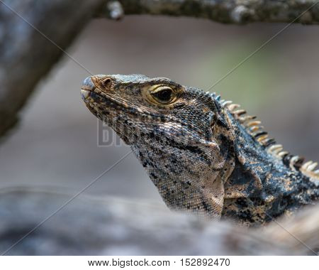 Large Lizard In Costa Rica