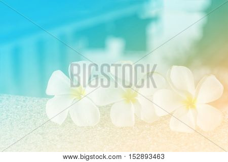 trhee white flowers on abstract sweet filter - can use to display or montage on product