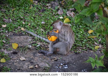 Baby monkey eating an orange outside Batu caves shrine, Selangor, Malaysia