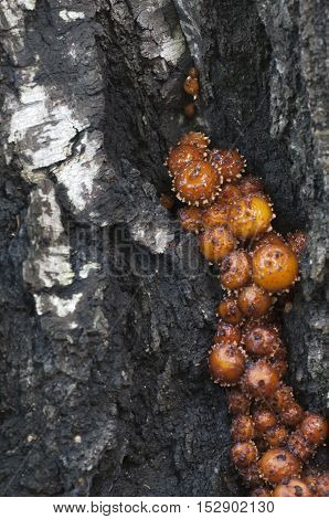 Pholiota aurivella mushroom on an old stump