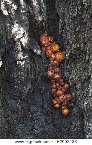 Pholiota aurivella mushroom on an old stump