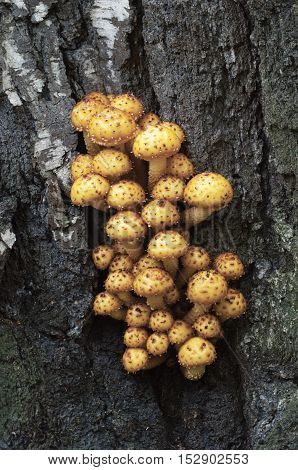 Pholiota aurivella mushroom on an old stump