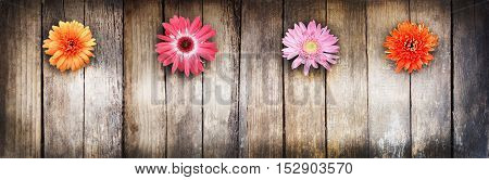 Wooden texture and flowers. There is room for text. Flowers gerbera. Multicolored.