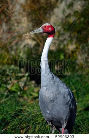 Red White and Gray Sarus Crane Standing Outside