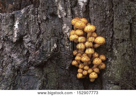Pholiota aurivella mushroom on an old stump