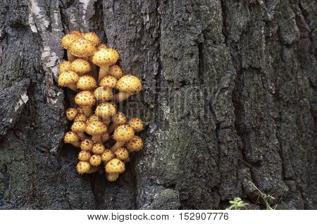 Pholiota aurivella mushroom on an old stump