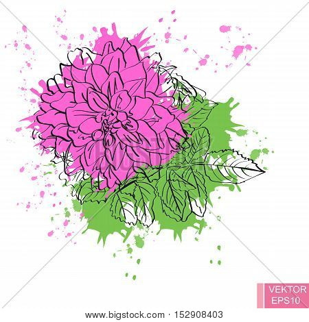 Beautiful pink flower isolated on white background. For your design.