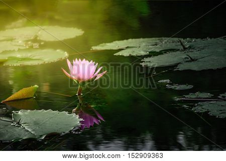 Pink lotus flower with leaves in nature