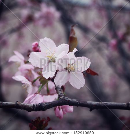 Blossoming sakura flowers in a spring season. Aged photo. Floral bloom background with copy space area. Sakura Blossom Time. Cherry flowers. Retro filter photo. Vintage effect.
