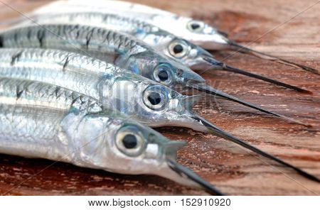 Group Of Spotted Halfbeak Fish