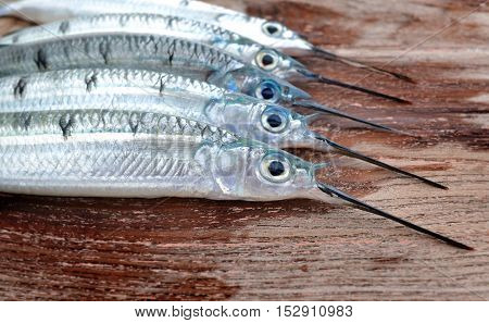 Group Of Spotted Halfbeak Fish