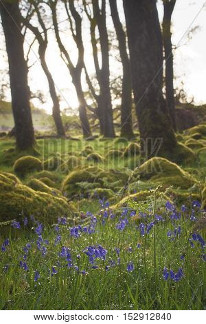 Bluebells surrounded by moss lit up by morning sun
