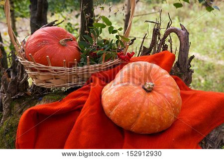 Orange pumpkins in the forest on a blanket,background for holiday