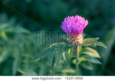 Flower of the whitewash cornflower or Centaurea dealbata