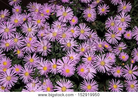 Violet asters flowers green background like fon