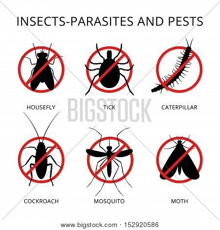 Destroying Insect icon. Vector illustration isolated on white.
