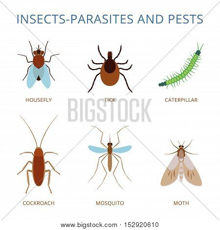 Insects-parasites and pests icons isolated on white background.