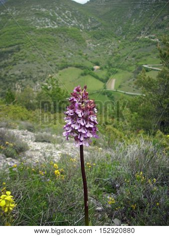 Pink orchid flower with purple markings. Background of a valley near the village of Bourdeaux in the Drome valley France.