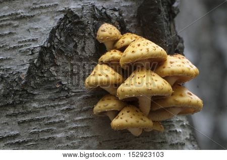 Pholiota aurivella mushroom on a birch tree