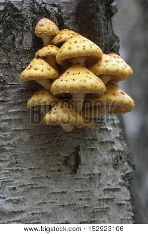 Pholiota aurivella mushroom on a birch tree