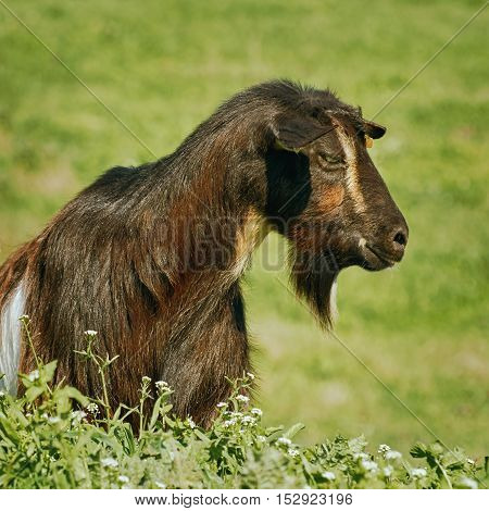 Portrait of Black Billy Goat without Horns