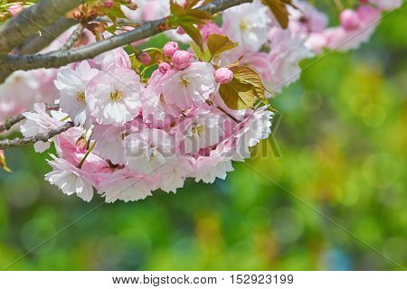 Blossom of Sour Cherry in the Spring