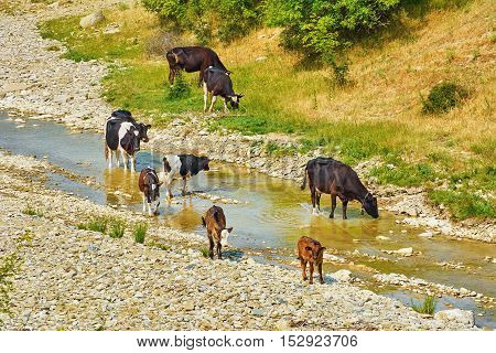 Herd of Cows at the Watering Place
