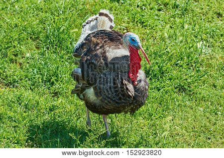 Big Male Turkey on the Green Grass