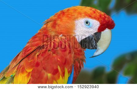 Close up Portrait of the Macaw Parrot