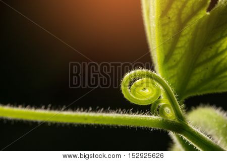 The top of pumpkin leaf.A plant climbing along the ground stem and leaves hair moustache for adhesion Macro Sunlight.