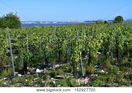 La Flotte France - september 25 2016 : vineyard in autumn