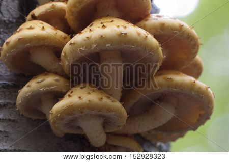 Pholiota aurivella mushroom on a birch tree