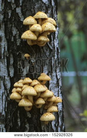 Pholiota aurivella mushroom on a birch tree